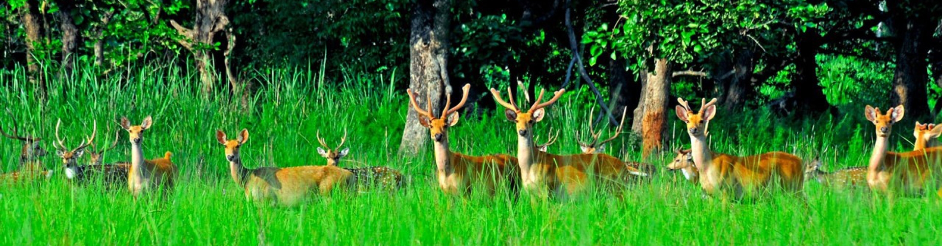 Wildlife Experience